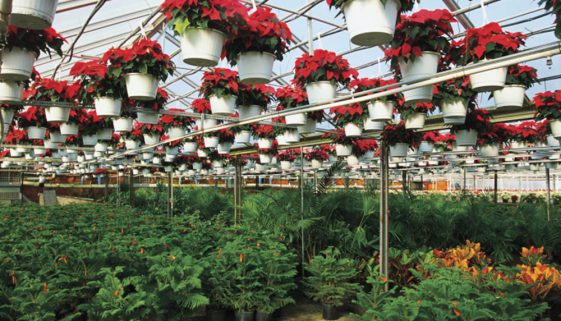 Greenhouse Plants